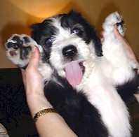 cuchi.jpg (13890 bytes)