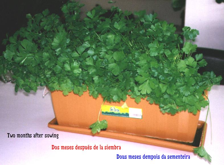perejil.jpg (55665 bytes)